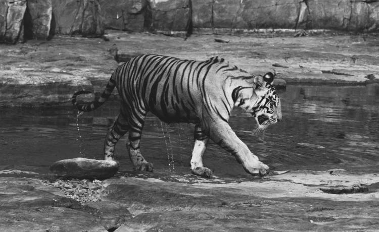 Dr Ajay Kumar Singh/Shutterstock