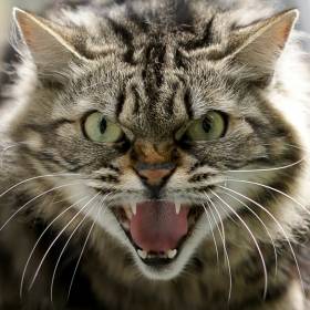 W ten sposób kot daje ci ostrzeżenie. Zaraz może zaatakować!