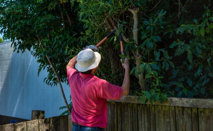 Gałęzie sąsiada na twojej posesji, fot. Shutterstock