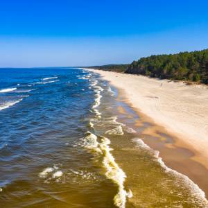 Dziki na plaży?! Ten widok plażowicze zapamiętają na długo [FOTO]