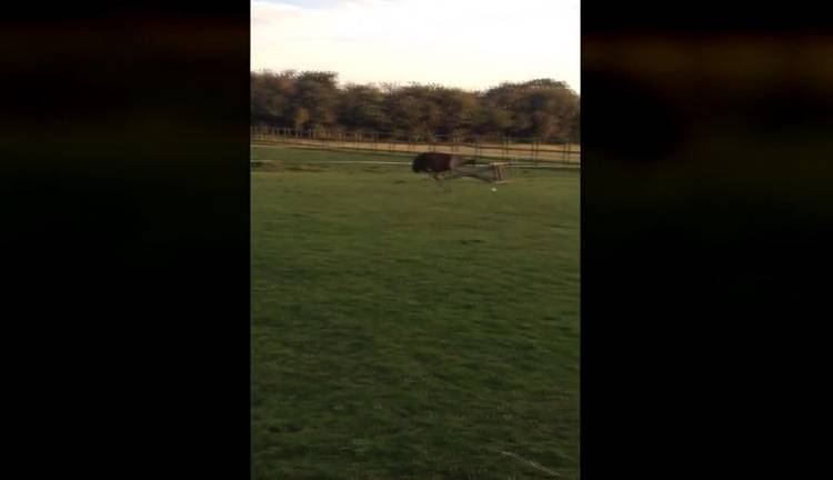 Ten ptak mógłby zawstydzić niejednego psiaka! [WIDEO]