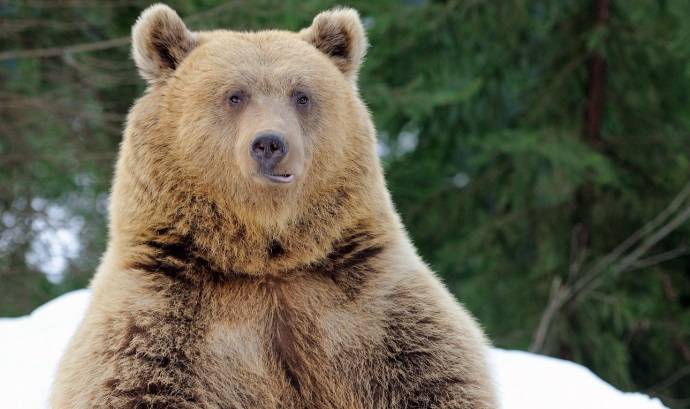 Niedźwiedź opiekował się zaginionym chłopcem? Trzylatek przeżył dwie noce w lesie