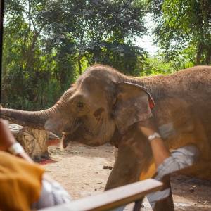 Agresywny słoń atakuje samochód pełen turystów. Zdarzenie uwieczniły kamery [WIDEO]
