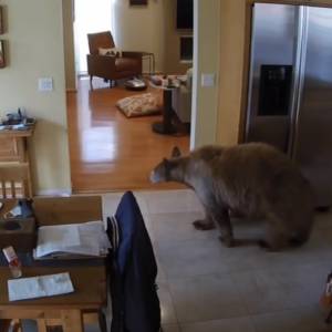 Niedźwiedź kontra dwa waleczne pieski! Zaskakujące nagranie z monitoringu trafiło do sieci [WIDEO]