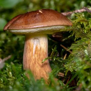 3-kilogramowy prawdziwek znaleziony w Bieszczadach. To rekordowy okaz! Jego zdjęcia robią wrażenie [FOTO]