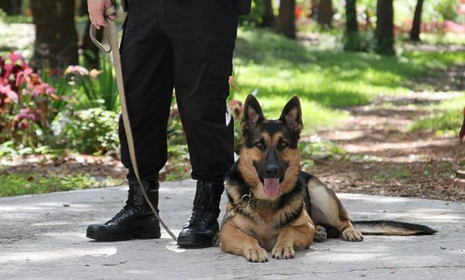 Niespodziewane odwiedziny policjatów z psem w szkole. Jeden z uczniów zapamięta tę wizytę na długo