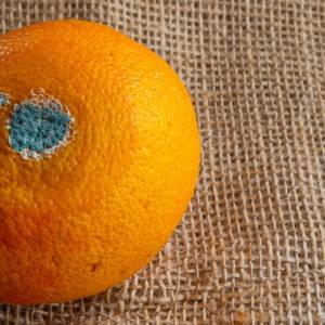 Tego nigdy nie rób z pleśniejącym jedzeniem! GIS ostrzega! 