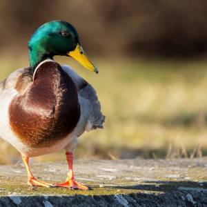 Nowi podopieczni wrocławskiego zoo! Są gatunkiem krytycznie zagrożonym! [ZDJĘCIA]