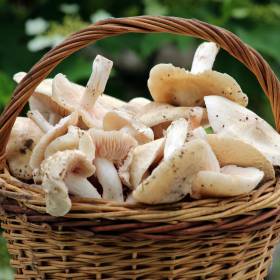 Gęśnica wiosenna – zapomniany przysmak wraca do polskich lasów! Sprawdź, jak ją rozpoznać i kiedy jej szukać