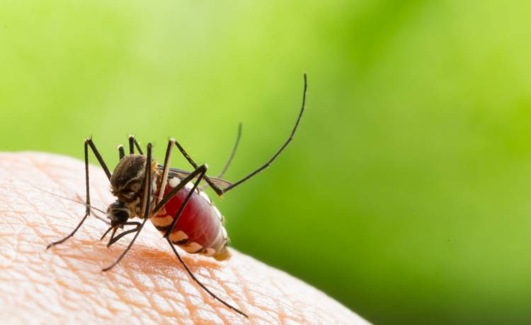 Groźny gatunek komara zalewa Europę. Jest nosicielem wielu chorób
