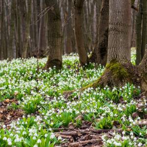 Nagranie z... łaciatą sarną trafiło do sieci! "Natura potrafi zaskoczyć" [WIDEO]