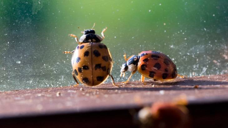 Biedronki azjatyckie. Fot. Shutterstock