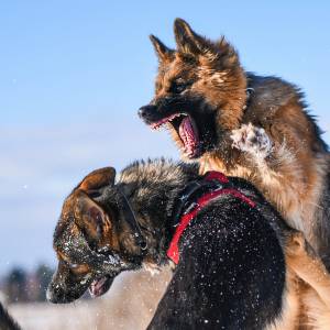 Wyszła z psem na spacer. Zostali brutalnie zaatakowani
