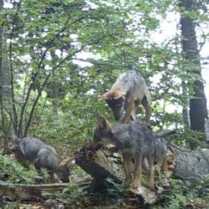 Niewiarygodne, co nagrała fotopułapka w lesie! Takie ujęcia to rzadkość [WIDEO]