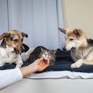 Psy mogą się obrażać i być zazdrosne! Wtedy zachowują się w specyficzny sposób!