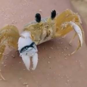 Mały krab patrzy prosto w kamerę, po czym czyści swoje oczy! [WIDEO]