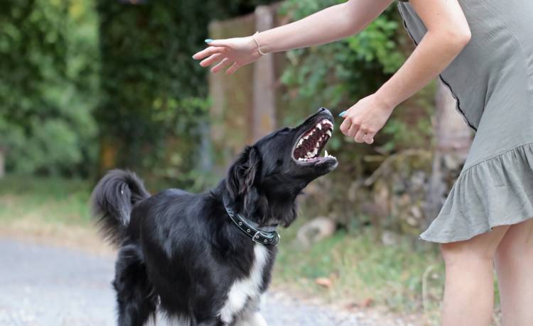 Pies odgryzł jej górną wargę i kawałek nosa. Pokazała twarz po 6 operacjach [FOTO]