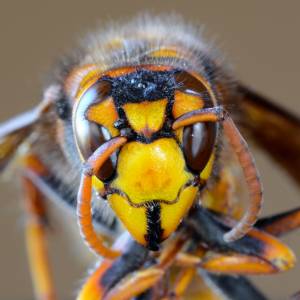Szerszeń azjatycki zbliża się do Polski. Stanowi śmiertelne zagrożenie?