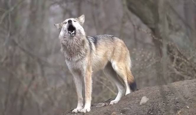 Kamera uchwyciła wilcze "śpiewy". Słyszeliście kiedyś coś takiego?! [WIDEO]