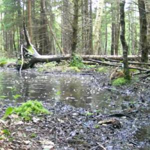 Locha daje znak, a warchlaki nie czekają ani chwili! Ich reakcja robi wrażenie: "Kamuflaż doskonały" [WIDEO]