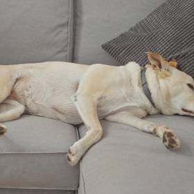 Twój pies ma koszmar? Ekspertka mówi wprost: „nigdy go nie budź”