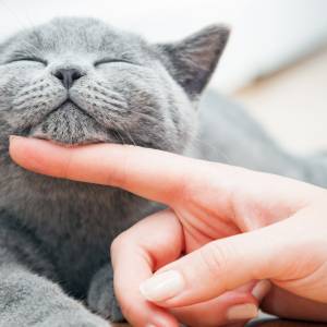 Jak wysoko skacze twój kot? Dlaczego koty wyczuwają trzęsienie ziemi? Garść faktów o domowych pupilach                                   