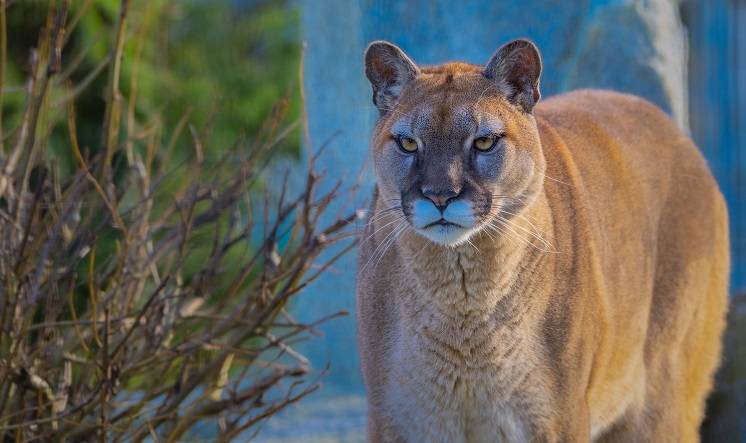  Niecodzienne zwierzę domowe. Mężczyzna trzymał w mieszkaniu pumę!