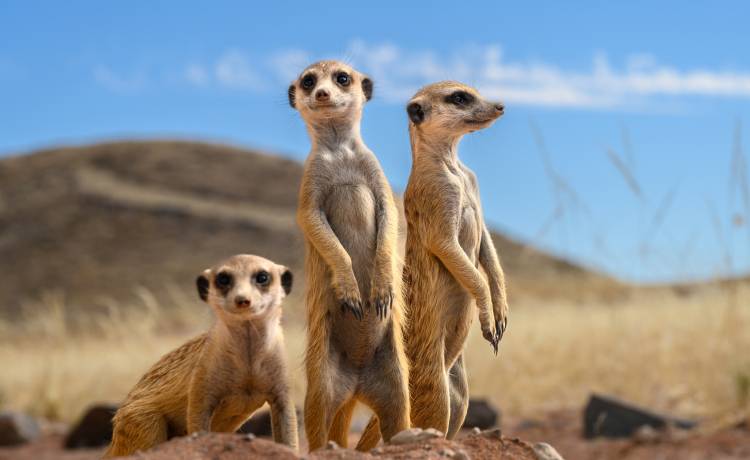 Możesz nazwać karaczana imieniem eks. A później... nakarmić nim surykatkę