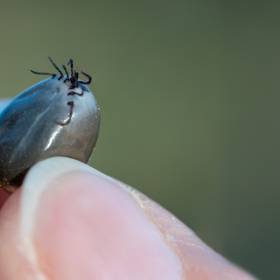 Wraca temat „afrykańskich” kleszczy. Co warto o nich wiedzieć?