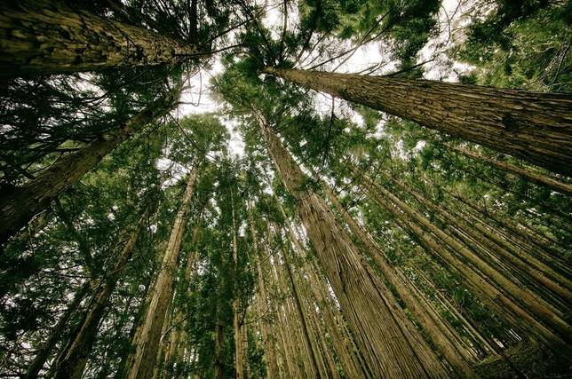 Zbieracze poroży znaleźli zwłoki.  Makabryczne odkrycie w Beskidzie Sądeckim! 