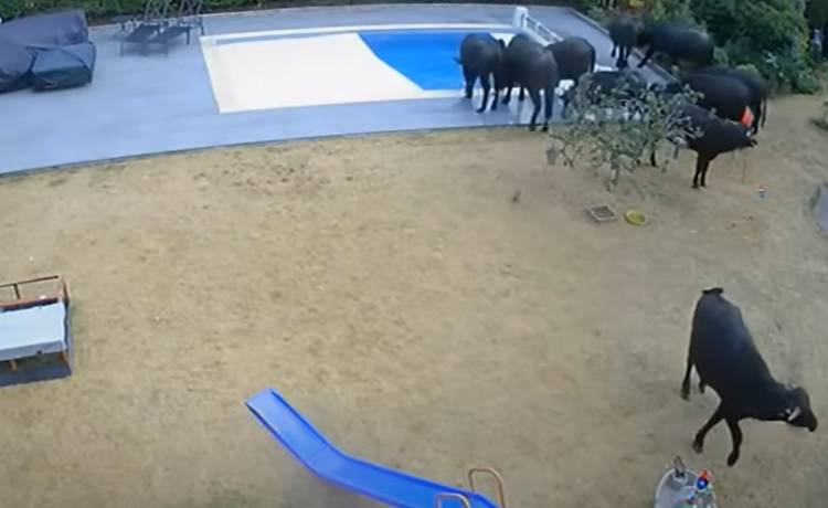 Zgłosili, że w ich basenie pływają bawoły. Straż pożarna nie chciała im uwierzyć [WIDEO]