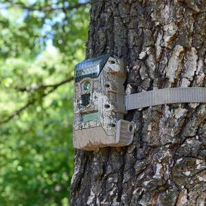 Wrestling niedźwiadków! Urocze nagranie z lasu zarejestrowała ukryta kamera [WIDEO]