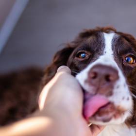 Pies liże ci ręce? Wiadomo, co to oznacza