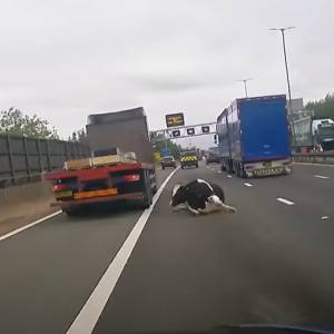 Na autostradzie wylądowała... krowa i spowodowała wielki korek! [WIDEO]