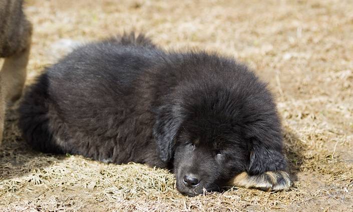 Kupił szczeniaka i pożałował. "Pies" był bardzo groźnym zwierzęciem