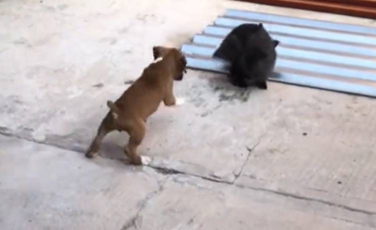 Ten pies próbuje naśladować skoki królika [WIDEO]