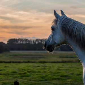 Zaginiony dwulatek cudem odnaleziony. Dzięki koniom ratownicy usłyszeli jego chichot