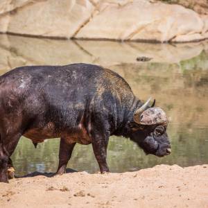 Popularny miliarder zginął na safari. Groźne zwierzę zabiło go na miejscu 