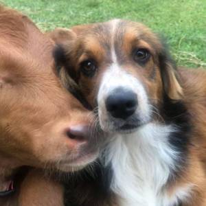 Niepełnosprawny cielak i pies to najlepsi przyjaciele [WIDEO]