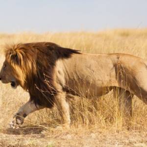 Kilkadziesiąt zgłoszeń o lwie przechadzającym się po ulicach miasta. Okazało się, że to... pies