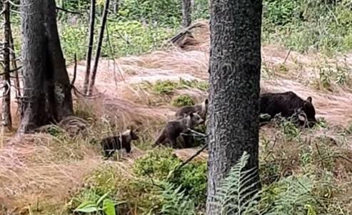 Idziesz sobie spokojnie Doliną Chochołowską, aż nagle obok dostrzegasz... rodzinę niedźwiedzi! [WIDEO]