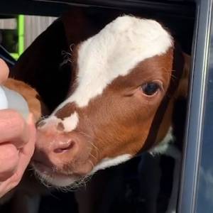 Mężczyzna jechał samochodem z cielakami aż 18 godzin! Uratował je z farmy i zawiózł do sanktuarium