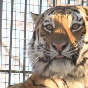 Miał go zjeść, ale zostali przyjaciółmi. Zaskakująca historia kozła i tygrysa [WIDEO]