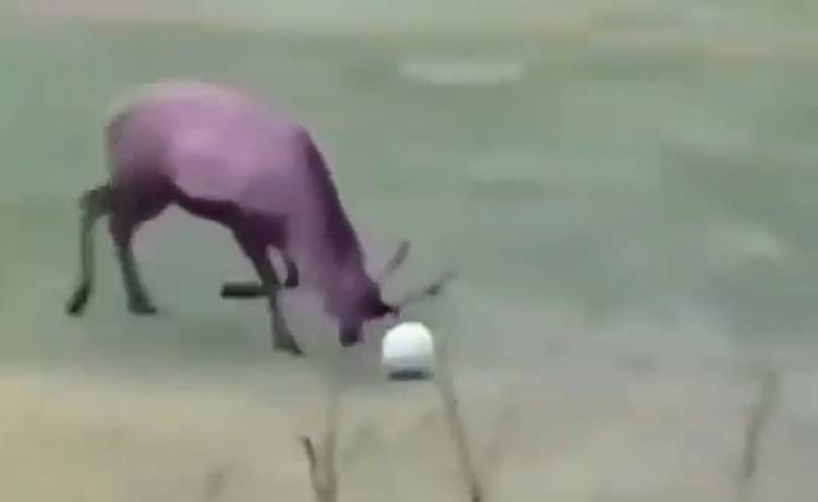 Strzelił gola... porożem! Ten zwierzak poczuł smak zwycięstwa [WIDEO]