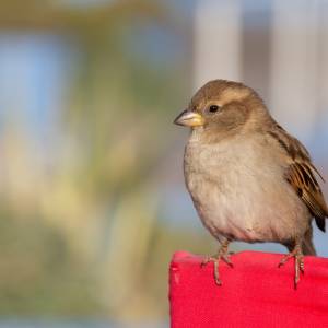 Alpiniści uratowali pisklęta na jednym z gdańskich osiedli. Były uwięzione w otworach wentylacyjnych