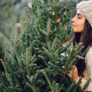Nie chcesz, by Twoja choinka padła przed pierwszą gwiazdką? Przy zakupie żywego drzewka pamiętaj o kilku sprawach!