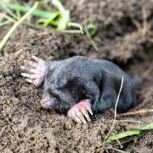 Co przyciąga krety do ogrodu? Uważać trzeba na te 3 aspekty