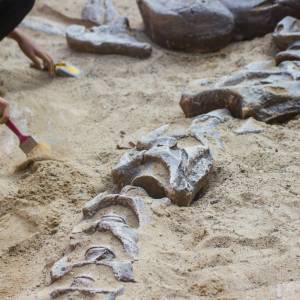 Pod ziemią jego ogrodu leżały kości. Był w szoku kiedy dowiedział się, skąd pochodzą [FOTO]