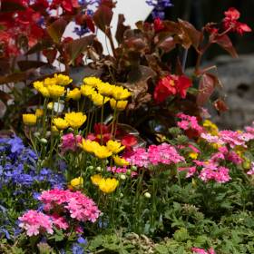 12 kwiatów z ogrodu babci, które musisz mieć. Wracają do łask