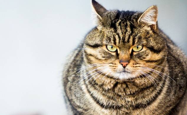 Nie wpuścili kota do samolotu, bo był za ciężki. Właściciel zwierzaka próbował obejść system